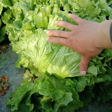 Lvmeng Lettuce Seeds - Cold Tolerant, Bolt Resistant with High Yield & Crisp Emerald Leaves