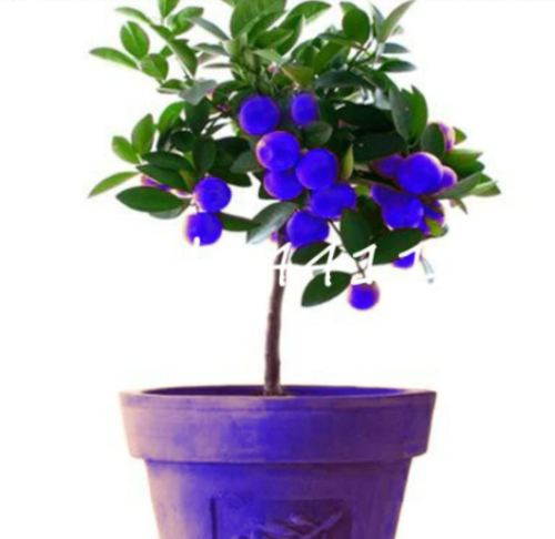 Balcony Patio Fruit Trees Kumquat Seed Garden Orange Tangerine Dwarf Citrus Juicy - (Color: 17)