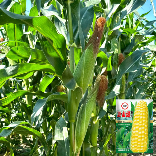 Xiami Sweet Corn Seeds - High Yield, Short Season, Disease Resistant Hybrid Variety