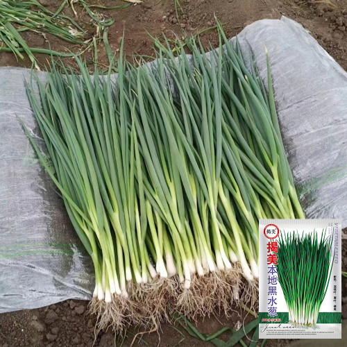 Jiemei Black-leaf Chives Seeds - Heat & Cold Tolerant Variety with High Yield & Rich Flavor