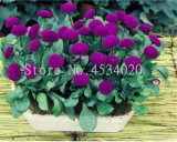 Daisy Seeds Balcony Seed Flower Family Potted Plants DIY Home & Garden
