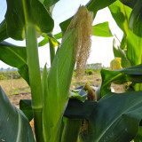 Xiami Sweet Corn Seeds - High Yield, Short Season, Disease Resistant Hybrid Variety