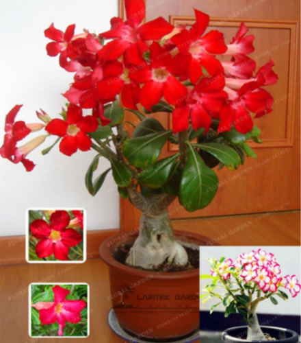Desert Rose Seed Plant Balcony Bonsai Ornamental Flowers Adenium obesum