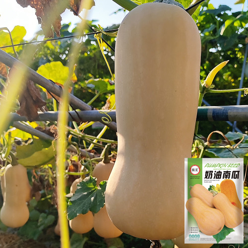 Creamy Pumpkin Seeds - Mid-early variety, fruit weight 1-1.5 kg, orange-yellow sweet flesh, high yield