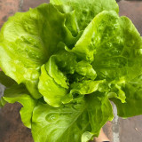 Lvmeng Lettuce Seeds - Cold Tolerant, Bolt Resistant with High Yield & Crisp Emerald Leaves