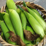 Xiami Sweet Corn Seeds - High Yield, Short Season, Disease Resistant Hybrid Variety