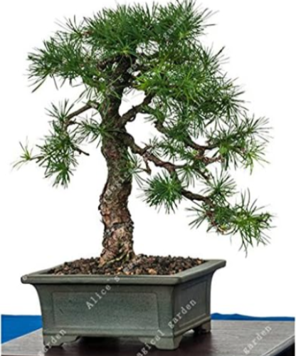 Larch Pine Tree Seed Plants Organic Gardening Supplies Perennials Plant for Home
