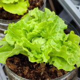 Lvmeng Lettuce Seeds - Cold Tolerant, Bolt Resistant with High Yield & Crisp Emerald Leaves