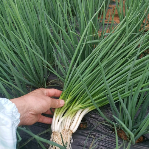 Jiemei Black-leaf Chives Seeds - Heat & Cold Tolerant Variety with High Yield & Rich Flavor