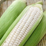 Jingbai Sweet-Waxy 968 Corn Seeds - High Yield, Short Season, Suitable for Farm and Garden Cultivation