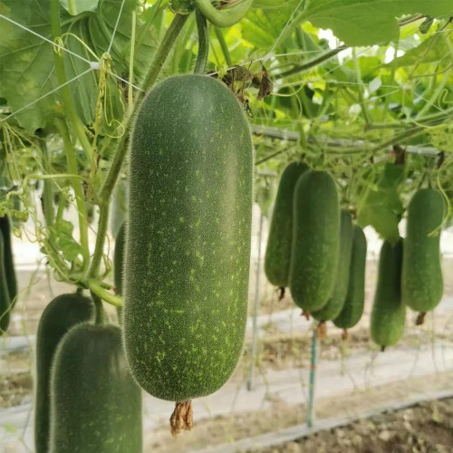 Baoxing F1 Hybrid Hairy Gourd Seeds - Early-Maturing, High-Yield & Easy to Grow