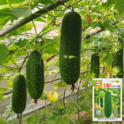 Baoli F1 Hybrid Hairy Gourd Seeds - Early-Maturing, High-Yield, High Fruit Set & Heat Tolerant Variety
