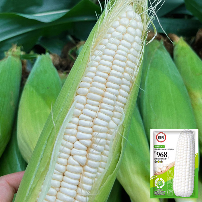 Jingbai Sweet-Waxy 968 Corn Seeds - High Yield, Short Season, Suitable for Farm and Garden Cultivation
