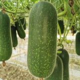 Baoxing F1 Hybrid Hairy Gourd Seeds - Early-Maturing, High-Yield & Easy to Grow