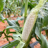 Jingbai Sweet-Waxy 968 Corn Seeds - High Yield, Short Season, Suitable for Farm and Garden Cultivation