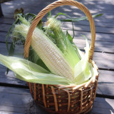 Jingbai Sweet-Waxy 968 Corn Seeds - High Yield, Short Season, Suitable for Farm and Garden Cultivation
