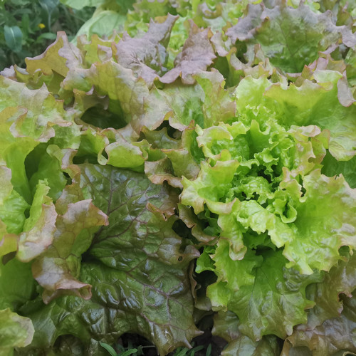 Purple Red Lettuce Seeds - Stunning Glossy Leaves, Fast Growth, High Yield Variety