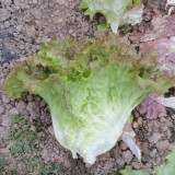 Purple Red Lettuce Seeds - Stunning Glossy Leaves, Fast Growth, High Yield Variety