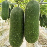 Baoxing F1 Hybrid Hairy Gourd Seeds - Early-Maturing, High-Yield & Easy to Grow