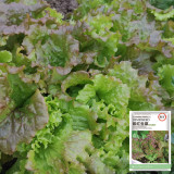 Purple Red Lettuce Seeds - Stunning Glossy Leaves, Fast Growth, High Yield Variety