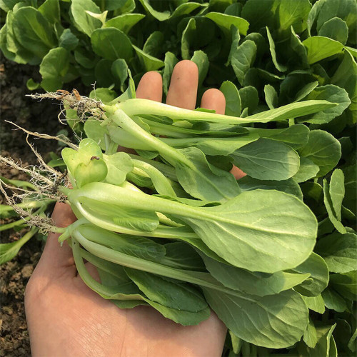 Jiemei Fast-growing Baby Bok Choy Seeds - Early-Maturing, High-Yield, Disease Resistant, High-Quality Vegetable
