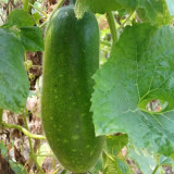 Baoxing F1 Hybrid Hairy Gourd Seeds - Early-Maturing, High-Yield & Easy to Grow
