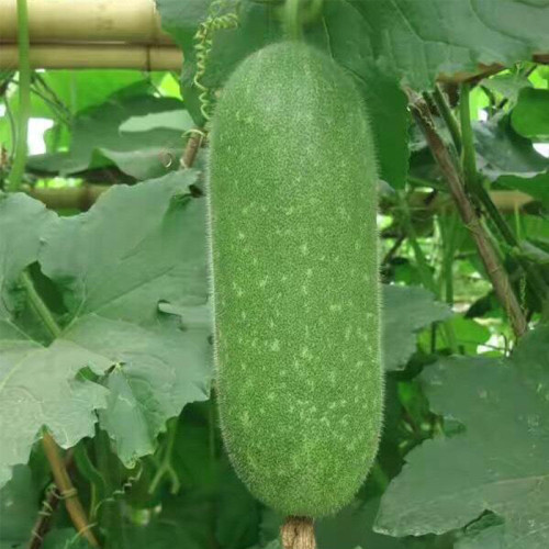 Baoli F1 Hybrid Hairy Gourd Seeds - Early-Maturing, High-Yield, High Fruit Set & Heat Tolerant Variety