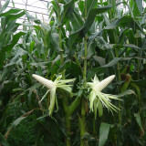 Jingbai Sweet-Waxy 968 Corn Seeds - High Yield, Short Season, Suitable for Farm and Garden Cultivation