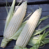 Jingbai Sweet-Waxy 968 Corn Seeds - High Yield, Short Season, Suitable for Farm and Garden Cultivation