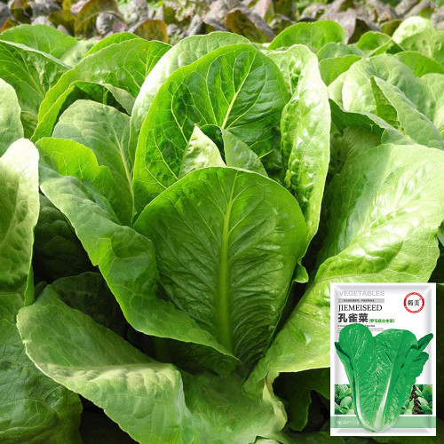 Jiemei Peacock Lettuce Seeds - Early-Maturing, Heat-Tolerant, Bolt-Resistant Gardening Variety