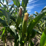 Jingbai Sweet-Waxy 968 Corn Seeds - High Yield, Short Season, Suitable for Farm and Garden Cultivation
