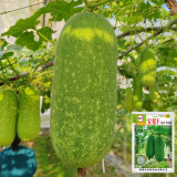Baoxing F1 Hybrid Hairy Gourd Seeds - Early-Maturing, High-Yield & Easy to Grow
