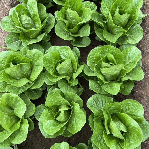 Jiemei Peacock Lettuce Seeds - Early-Maturing, Heat-Tolerant, Bolt-Resistant Gardening Variety
