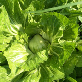'Selected Dapingpu 818' Mustard Greens Seeds - High yield, fast growth, commercial value