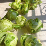 'Selected Dapingpu 818' Mustard Greens Seeds - High yield, fast growth, commercial value