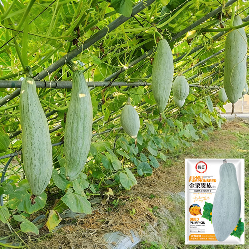 Golden Chestnut Noble Pumpkin Seeds - Silver-Gray Skin, Orange-Red Flesh, Rich Chestnut Flavor, Ideal for Cooking