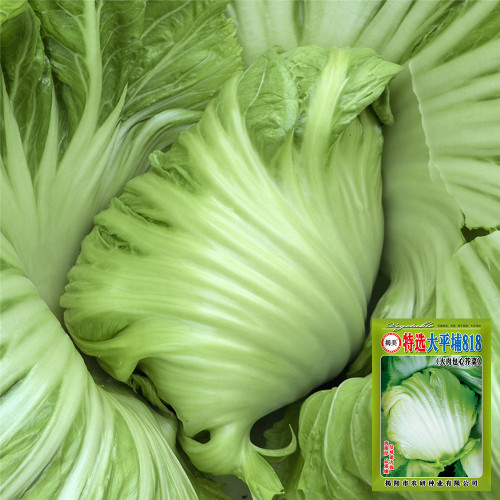 'Selected Dapingpu 818' Mustard Greens Seeds - High yield, fast growth, commercial value
