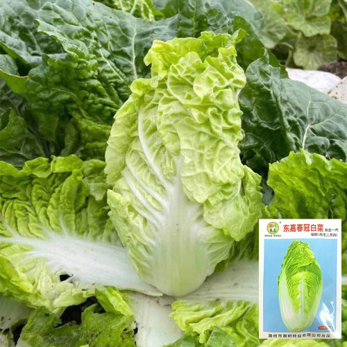 'Dongjia Chunguan' Chinese Cabbage Seeds | F1 Hybrid, Disease Resistant, Cold Tolerant & High Yield