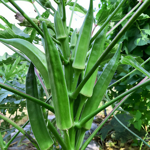 Lianglv No.2 Okra Seeds - Hybrid Variety, High Yield of Bright Green Pods, Ideal for Commercial Growers