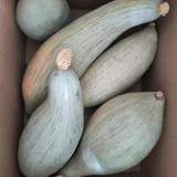 Golden Chestnut Noble Pumpkin Seeds - Silver-Gray Skin, Orange-Red Flesh, Rich Chestnut Flavor, Ideal for Cooking