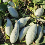 Golden Chestnut Noble Pumpkin Seeds - Silver-Gray Skin, Orange-Red Flesh, Rich Chestnut Flavor, Ideal for Cooking
