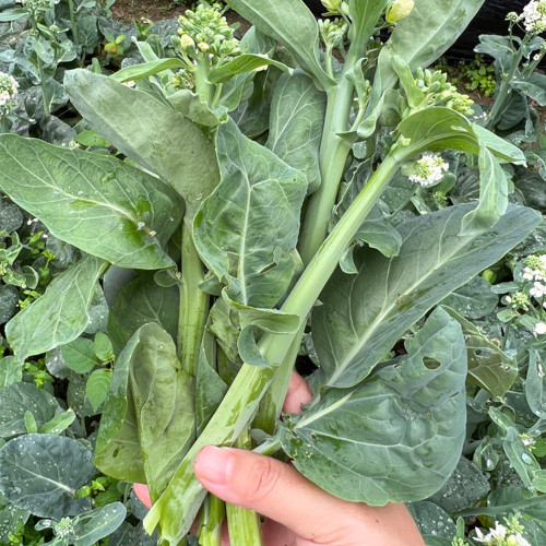 Wrinkle-leaf Mid-flowering Chinese Kale Seeds | Tender, Fast-Growing, High-Yield & Cold-Tolerant Variety