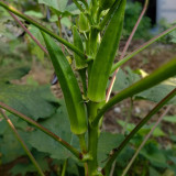 Lianglv No.2 Okra Seeds - Hybrid Variety, High Yield of Bright Green Pods, Ideal for Commercial Growers