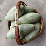 Golden Chestnut Noble Pumpkin Seeds - Silver-Gray Skin, Orange-Red Flesh, Rich Chestnut Flavor, Ideal for Cooking