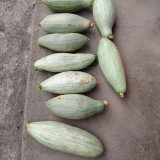 Golden Chestnut Noble Pumpkin Seeds - Silver-Gray Skin, Orange-Red Flesh, Rich Chestnut Flavor, Ideal for Cooking