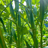 Lianglv No.2 Okra Seeds - Hybrid Variety, High Yield of Bright Green Pods, Ideal for Commercial Growers