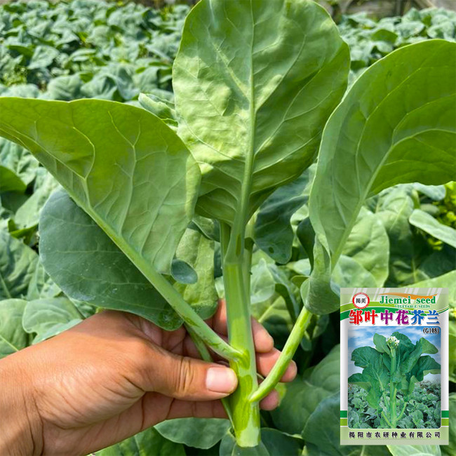 Wrinkle-leaf Mid-flowering Chinese Kale Seeds | Tender, Fast-Growing, High-Yield & Cold-Tolerant Variety
