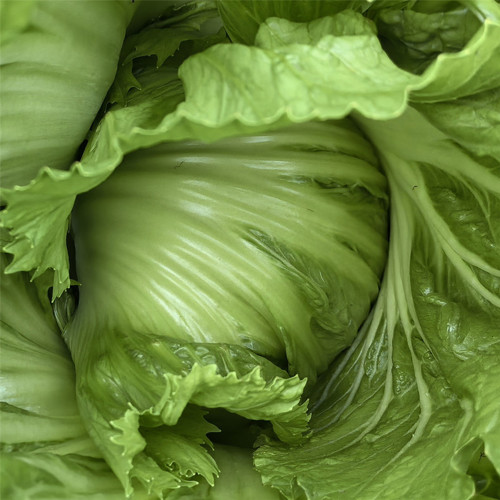 'Selected Dapingpu 818' Mustard Greens Seeds - High yield, fast growth, commercial value