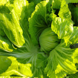 'Selected Dapingpu 818' Mustard Greens Seeds - High yield, fast growth, commercial value