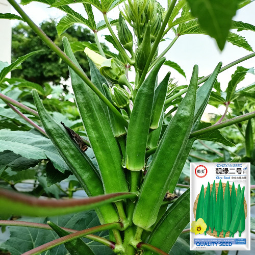 Lianglv No.2 Okra Seeds - Hybrid Variety, High Yield of Bright Green Pods, Ideal for Commercial Growers